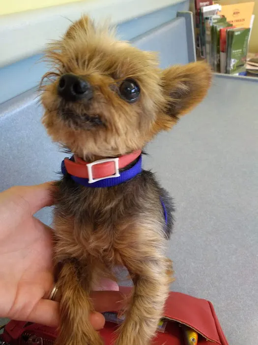 Yale Veterinary Hospital Picture 9
