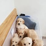 Pytel Veterinary Clinic
