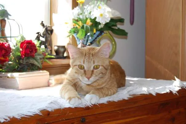 Pytel Veterinary Clinic Picture 4