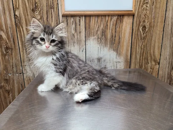 Holly Veterinary Hospital Picture 3