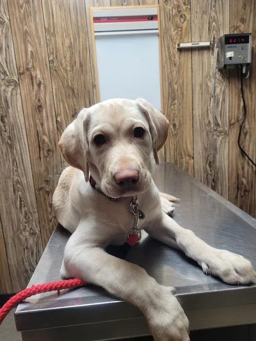 Holly Veterinary Hospital Picture 1