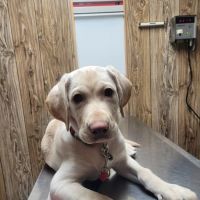 Holly Veterinary Hospital ico