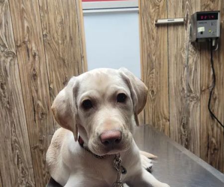 Holly Veterinary Hospital