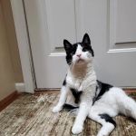 Briarwood Veterinary Hospital