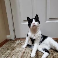 Briarwood Veterinary Hospital ico