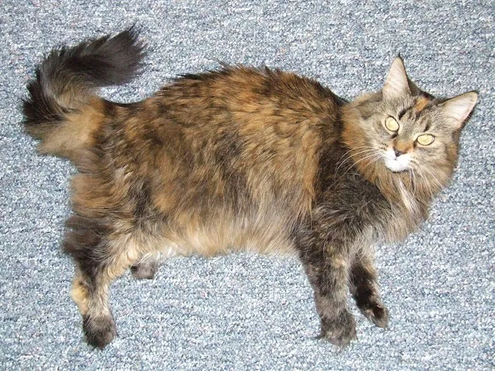 Briarwood Veterinary Hospital Picture 3