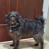 Towne & Country Animal Hospital Hartland ico