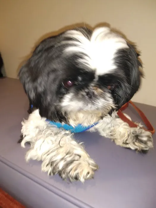 Towne & Country Animal Hospital Hartland Picture 5