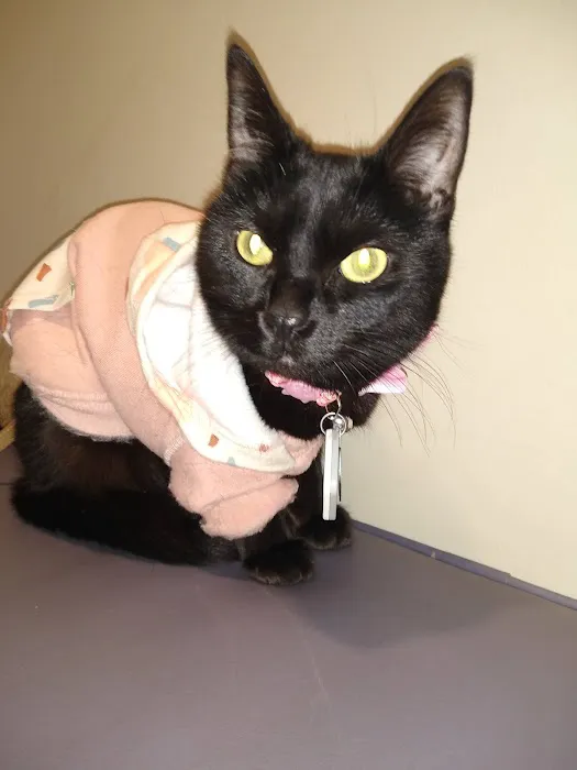 Towne & Country Animal Hospital Hartland Picture 8