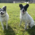 Cascade Veterinary Hospital