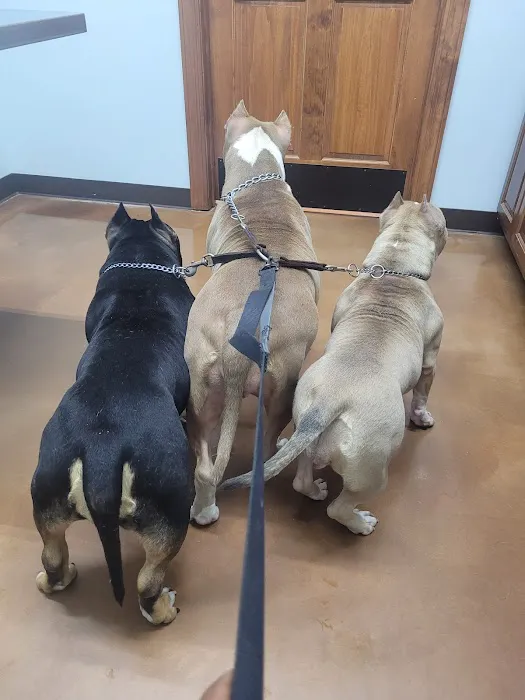 Cascade Veterinary Hospital Picture 5