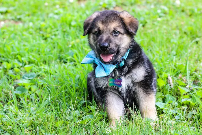 Cascade Veterinary Hospital Picture 8