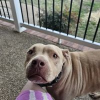 Northpoint Animal Hospital ico