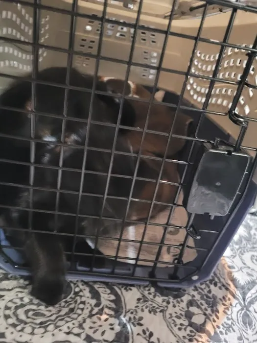 Middle Tennessee Spay & Neuter Clinic Picture 6