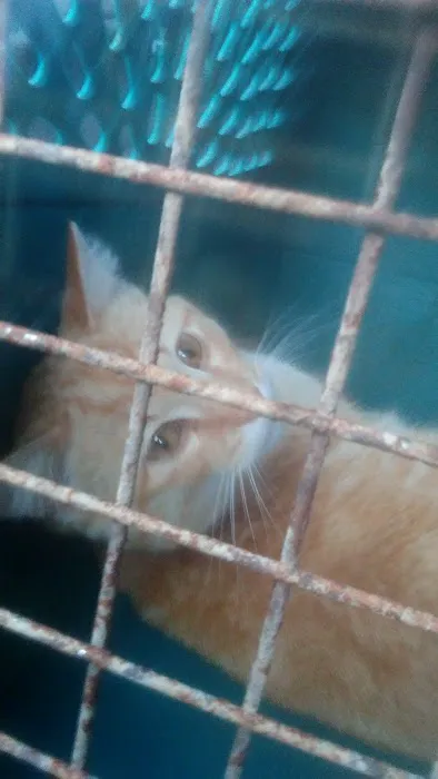 Middle Tennessee Spay & Neuter Clinic Picture 8