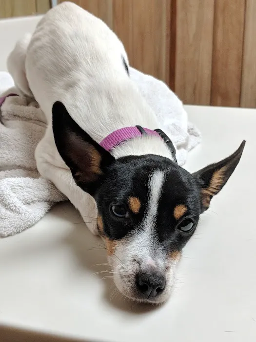 Shelbyville Animal Hospital Picture 2