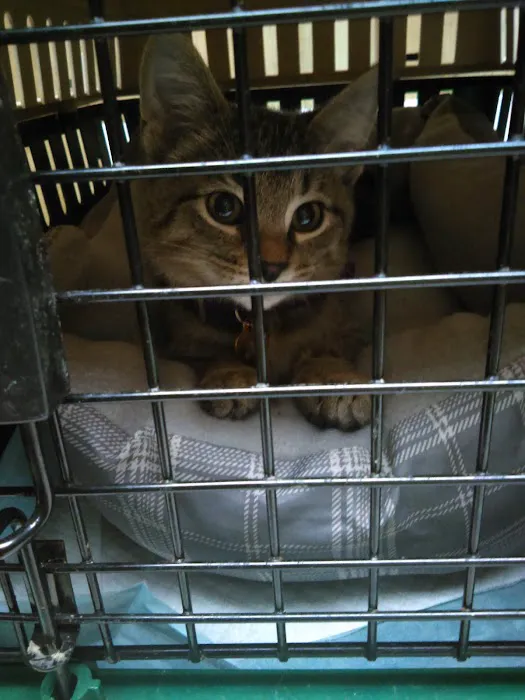 Shelbyville Animal Hospital Picture 8