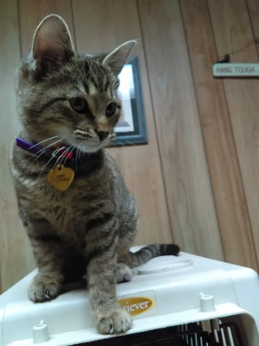Shelbyville Animal Hospital Picture 9