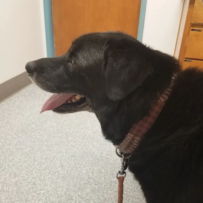 Academy West Animal Hospital Picture 2