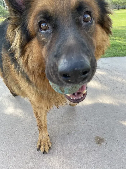 Eyeshine Veterinary Picture 5