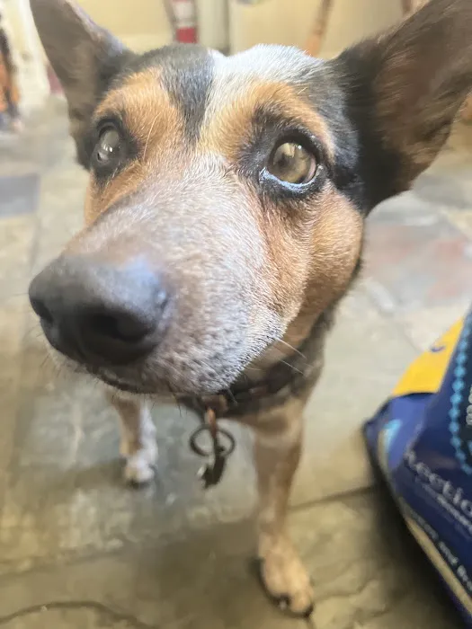 Eyeshine Veterinary Picture 4
