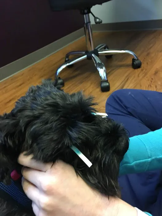 Eyeshine Veterinary Picture 7