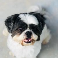 Grand Paws Animal Clinic ico