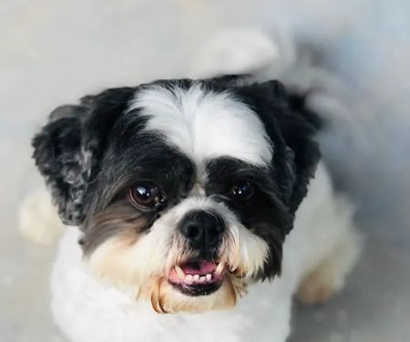 Grand Paws Animal Clinic