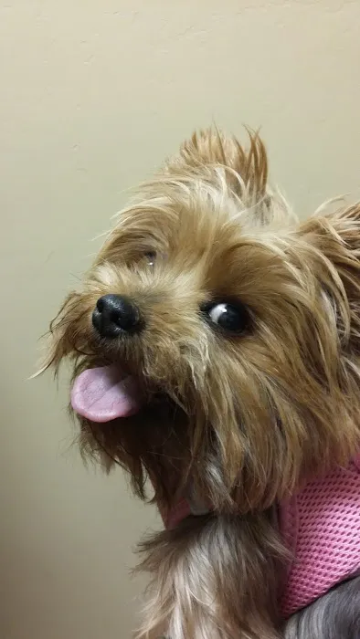 Grand Paws Animal Clinic Picture 10