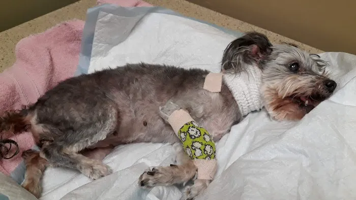 Grand Paws Animal Clinic Picture 9