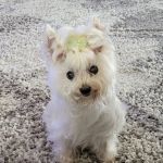 Petsvet Animal Hospital