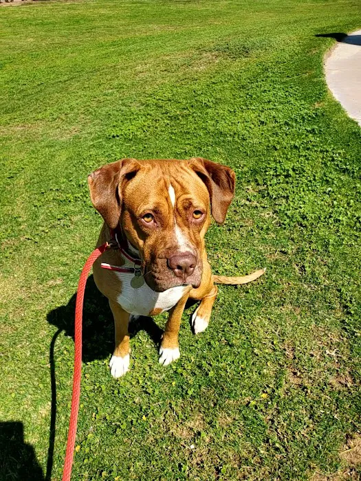 Petsvet Animal Hospital Picture 4