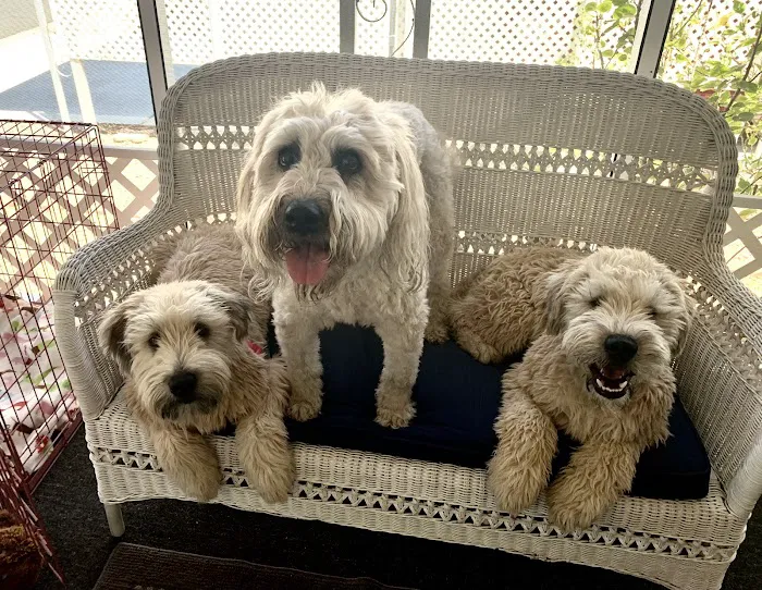 Petsvet Animal Hospital Picture 5