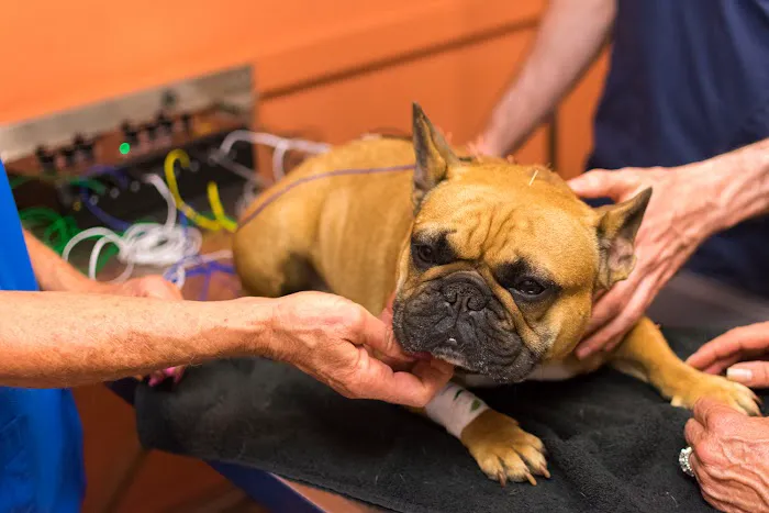 Petsvet Animal Hospital Picture 7