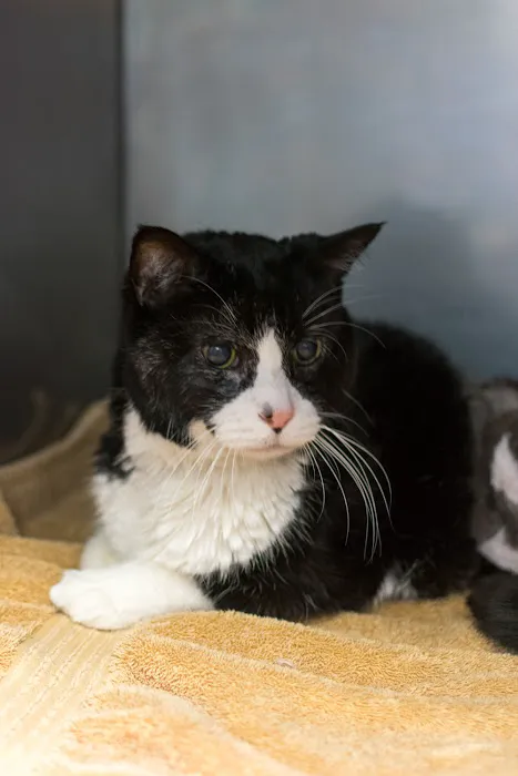 Petsvet Animal Hospital Picture 10