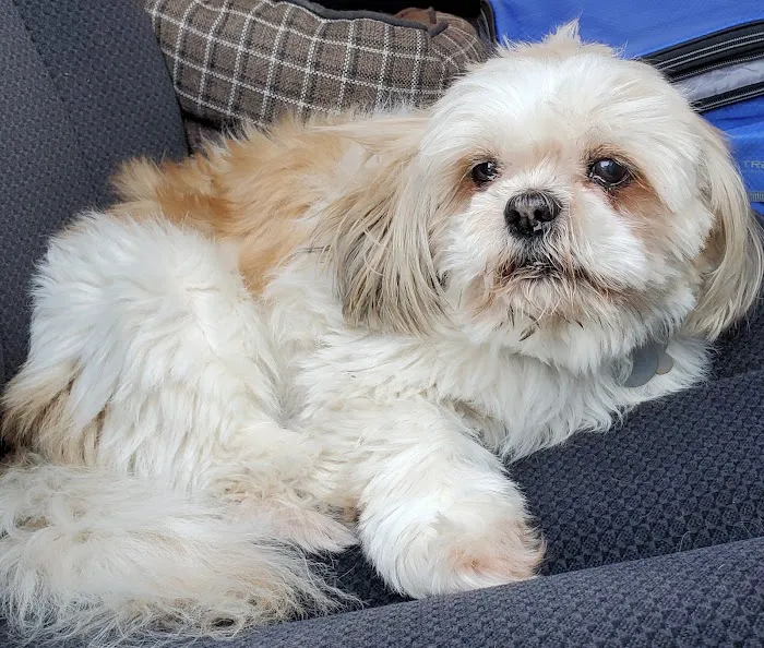 Petsvet Animal Hospital Picture 9