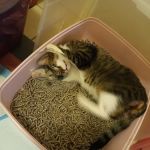 Lovet Pet Health Care - Westbrook