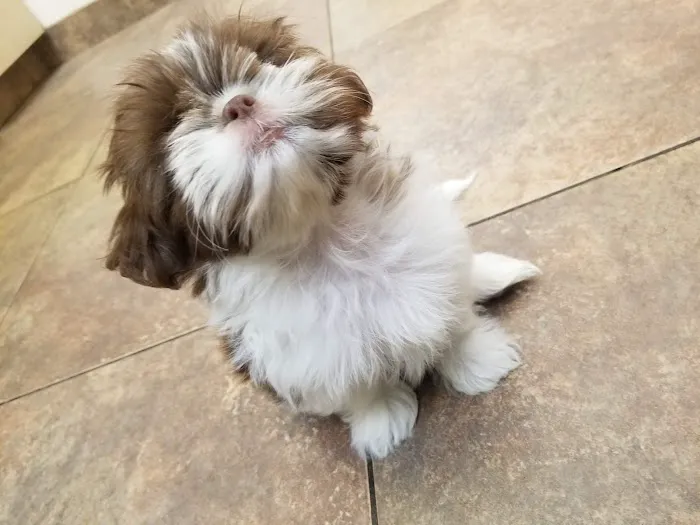 Lovet Pet Health Care - Westbrook Picture 3
