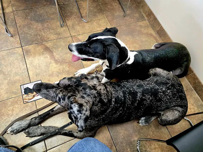 Lovet Pet Health Care - Westbrook Picture 7