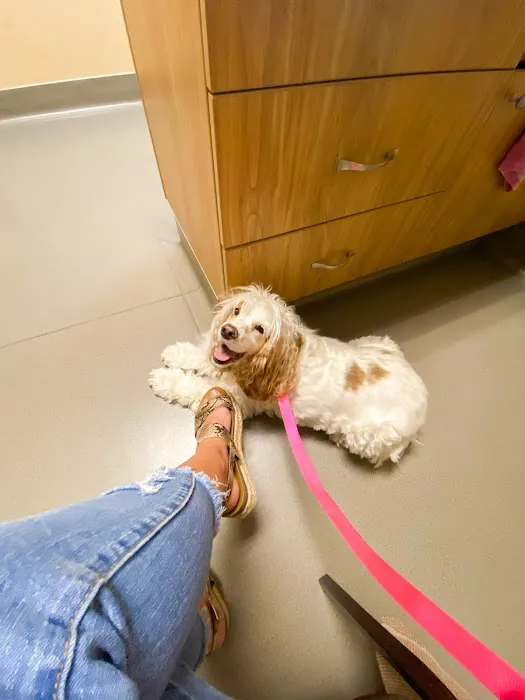 Pet Dental USA Picture 8