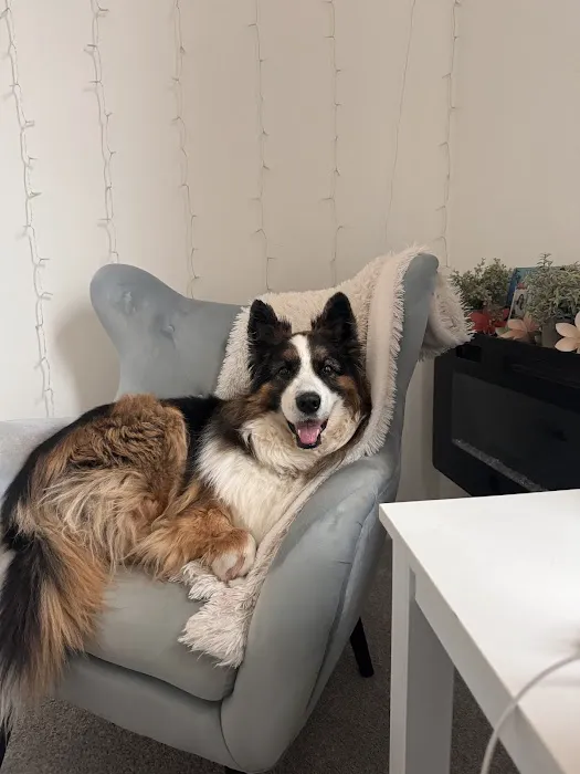 Pet Dental USA Picture 9