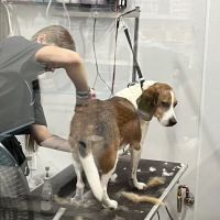 Walmart Pet Services ico
