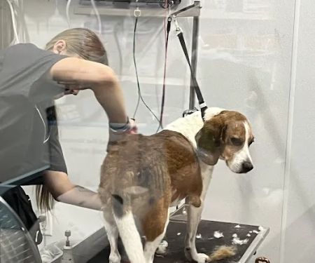Walmart Pet Services