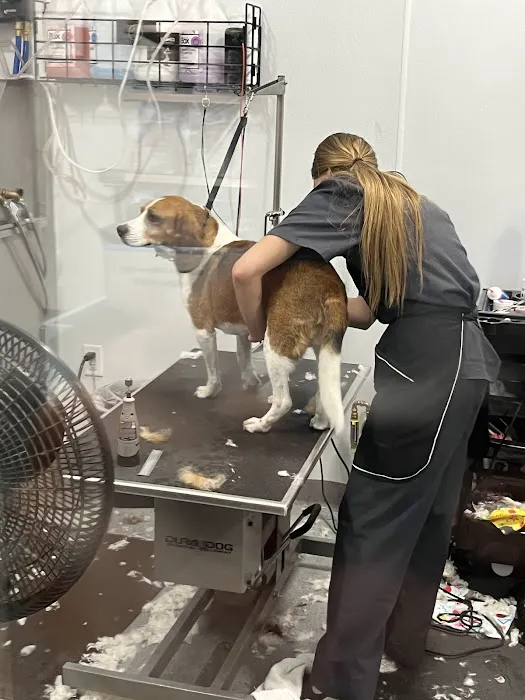 Walmart Pet Services Picture 6