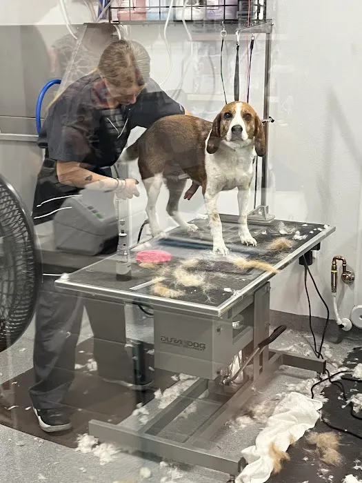 Walmart Pet Services Picture 7