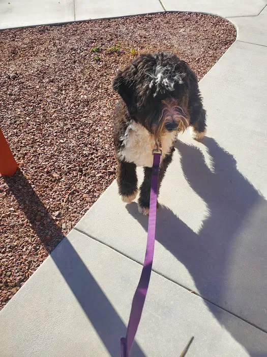 Marketside Animal Hospital at Verrado Picture 7