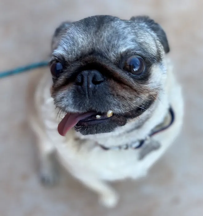 Marketside Animal Hospital at Verrado Picture 6