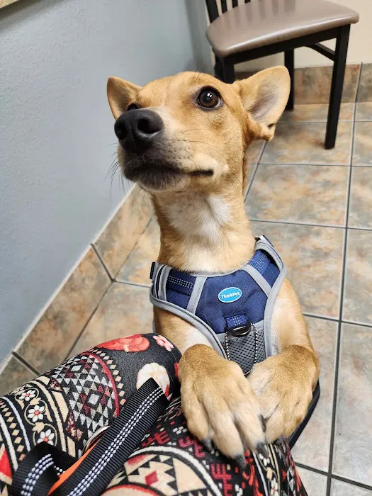 Lovet Pet Health Care - North Buckeye Picture 1