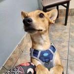 Lovet Pet Health Care - North Buckeye