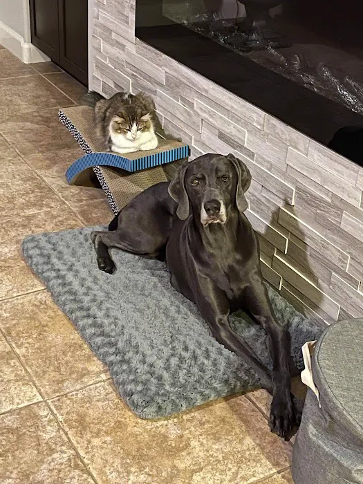 Lovet Pet Health Care - North Buckeye Picture 4